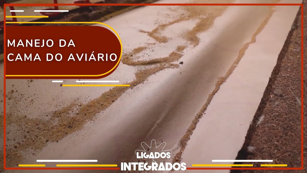 Calo de pata: como manter a qualidade do pé da ave? | Ligados&Integrados - 04/01/2023