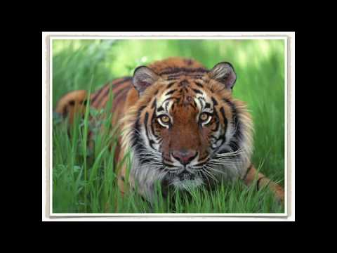 Creation Calls ~ Lyrics (Brian Doerksen)