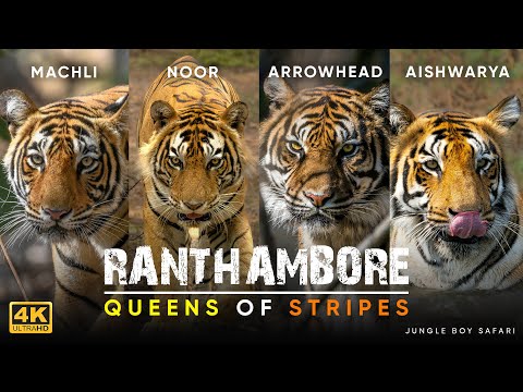 Ranthambhore Tiger Reserve | Land of Tigers & Wildlife Paradise in India | Jungle Safari Experience
