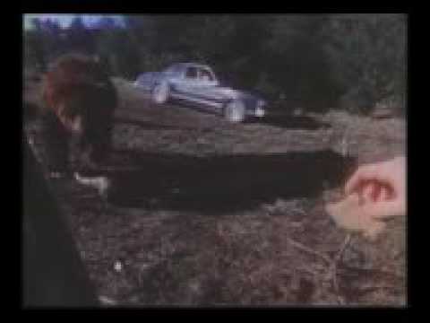 As Faces da Morte-Cinegrafista se Aproxima Muito de Urso e...