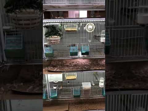 Cardinalitos venezuela