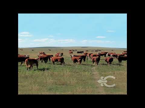Video de YouTube - Campo en Cerro Largo Ref. 8142
