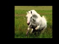 CORRIDO DEL CABALLO BLANCO 