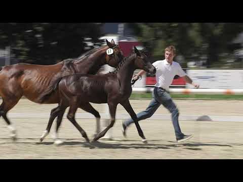 Origia PZM von Origi d'O x Contendro I