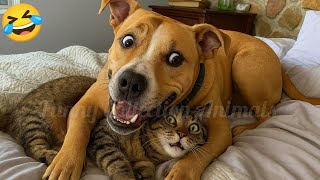 Collection des vidéos les plus drôles sur les animaux, les chiens et les chats 🤣 🤣