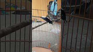 Download lagu MURAI BATU TEMBAKAN SADIS mp3