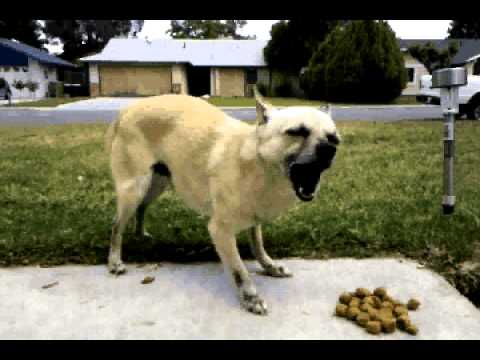 Sancho the Chihuahua having lunch