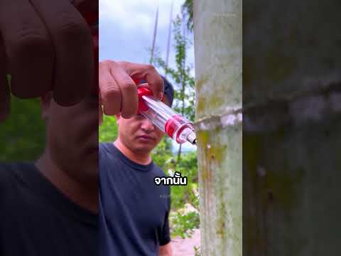 เหตุผลสุดอัจฉริยะที่ผู้คนฉีดสารบางอย่างเข้าไปในไม้ไผ่ 🤯