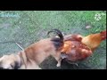 tingkah lucu aneh ayam kawin dengan anjing