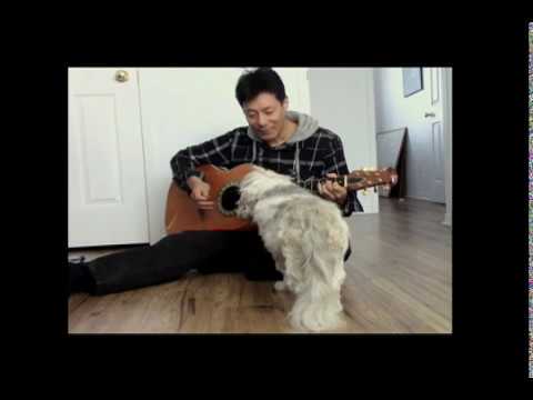Clint Cora Plays Guitar For Lhasa Apso Dog Roxie