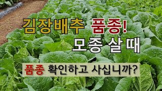 김장 배추 품종 모종 살 때 품종 확인하고 사십니까? #김장배추 선택 하는 법 #김장배추 모종 고르는 방법.