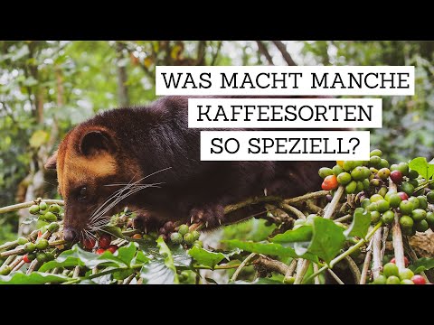 Was macht manche Kaffeesorten so speziell? | Kaffeekult #9