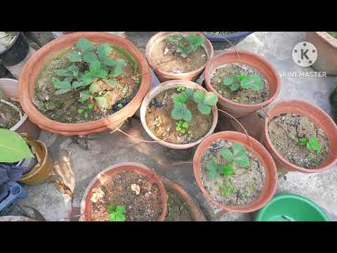 , title : 'How to care strawberry plant and its fertilizer | part 2 | fertilizer for strawberry #gardening'