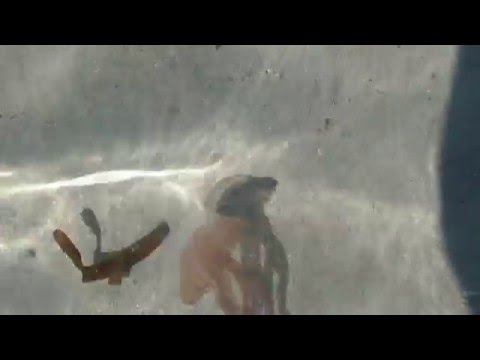 Qualle am Strand Saint Ciprian Korsika Juni 2015