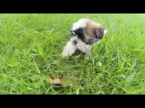 Ella the Adorable Shichon Puppy