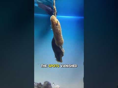 I Was Raising a Shark… Then Its Egg Started Leaking 😨 #Sharks #animals #Friendship #Us