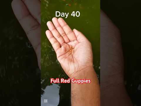 Guppy🐟🐠 Growth Baby-Adult #aquarium Bolloon molly #guppy #koi #betta #trending #bgm #yellowgoldfish