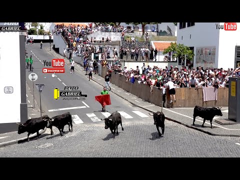 Espera de Gado Sanjoaninas 24-06-2025 Ganadeiro E.R.