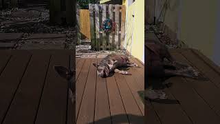 Download lagu Hot #trendingvideo mp3