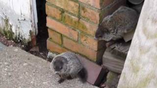 Six Baby Woodchucks ~ Trouble Waiting to Happen