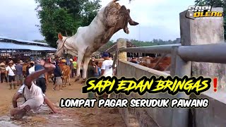 Download lagu SAPI EDAN NGAMUK LOMPAT PAGAR❗️BANTING PENUNTUN SAPI SAMPAI JUNGKEL mp3 Download lagu SAPI EDAN NGAMUK LOMPAT PAGAR❗️BANTING PENUNTUN SAPI SAMPAI JUNGKEL mp3