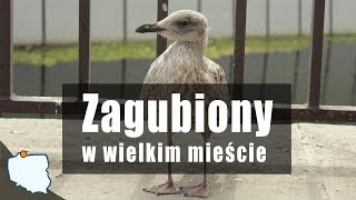 preview picture of video 'Migawka: zagubiony w wielkim miescie (Lost in the city)'