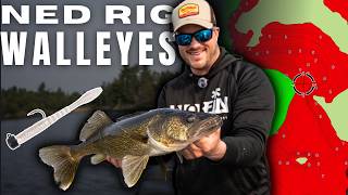 SHALLOW Walleyes on the Ned Rig