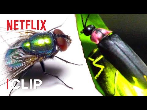 Thumbnail of the video: Fly Rap Battle ๐ถ Absurd Planet | Netflix Futures