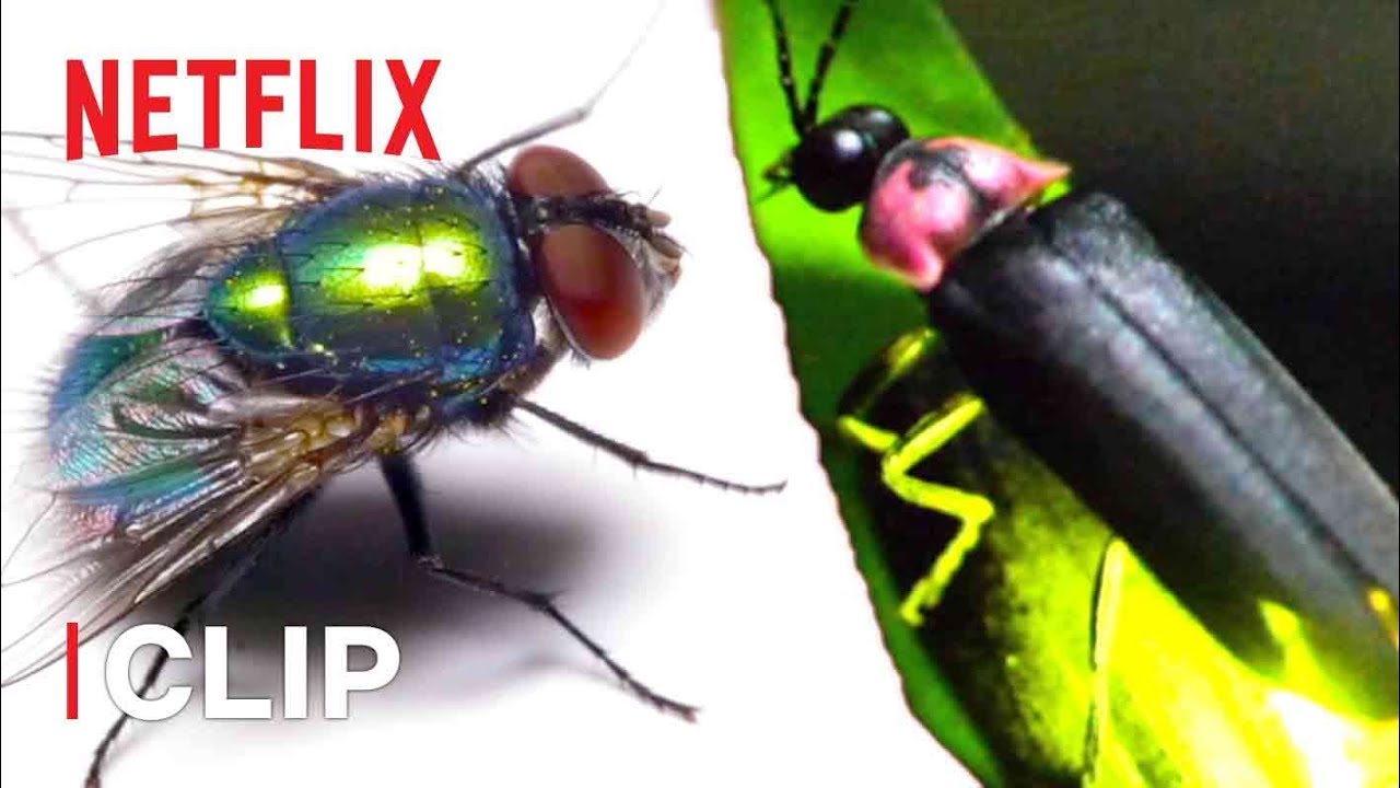 Fly Rap Battle  🎶 Absurd Planet | Netflix Futures