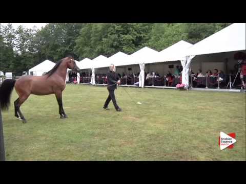 N.171 HLA CHEVAL - Bruges 2015 International - Stallions 4-6 years old (Class 108A)