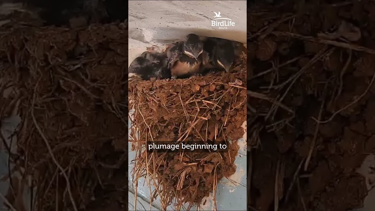 From eggs to flight