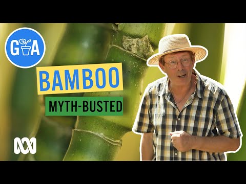 Everything Bamboo! | Discovery | Gardening Australia