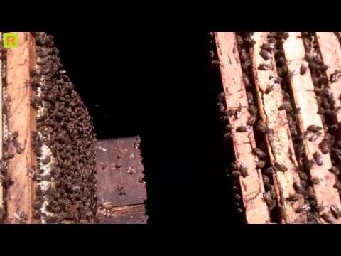 Как удержать пчелу от роения - деление пчелы и пасики