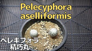 Pelecyphora aselliformis ペレキフォラ 精巧丸 [品種紹介 多肉植物 サボテン]
