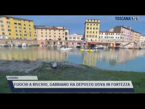 2022-05-20 LIVORNO - FUOCHI A RISCHIO, GABBIANO HA DEPOSTO UOVA IN FORTEZZA