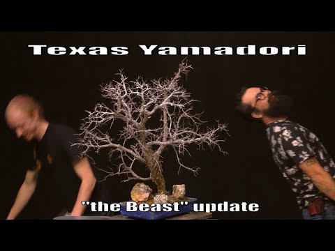 "The Beast" Texas Cedar Elm Yamadori Revisit with Brandon Baldauf! - Bonsai-YEAH!
