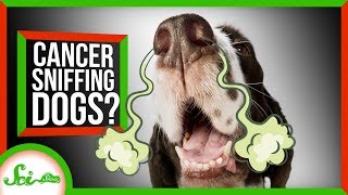 Why Don't We Have Cancer-Sniffing Dogs?