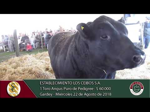 22-08-18 Venta de Toros A.A. y P.H. - P.P., P.C. y P.R. - Establecimiento Los Ceibos S.A. - Gardey