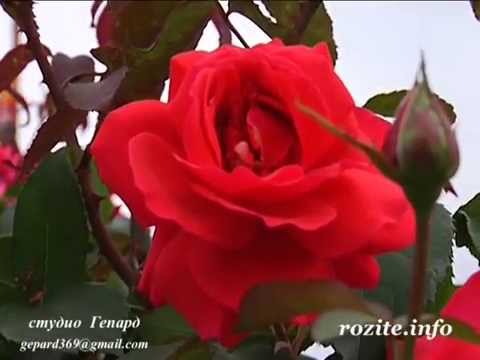 Red roses / Cherveni rozi