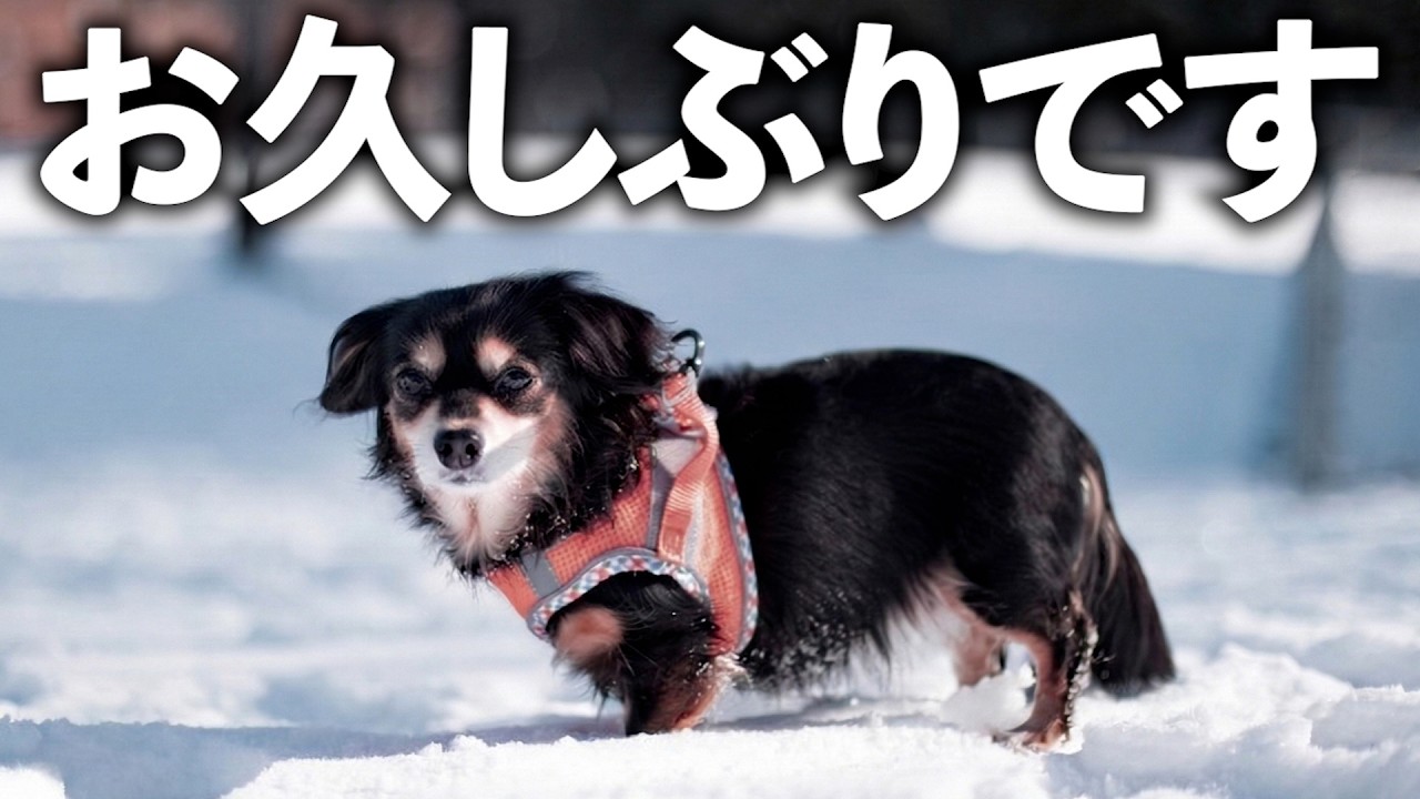 久しぶりの投稿、色々あったので出雲に逃げてきました