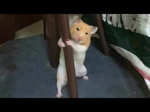 Meilleures vidéos drôles d'animaux 2024 🥰 vous riez, vous redémarrez