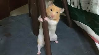 Miniature vidéo