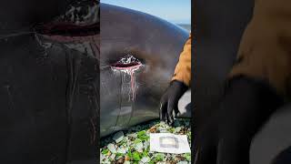 Passerby Rushes To Save Stranded Whales! #rescue #animals #wildlife
