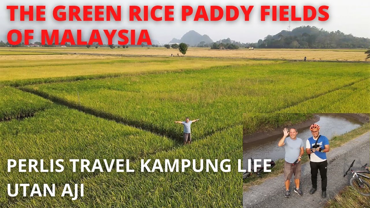 GREEN RICE FIELDS OF MALAYSIA / PERLIS TRAVEL VLOG / A VISIT DURING RICE HARVEST / KAMPUNG UTAN AJI