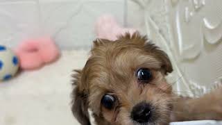 ハーフ犬の動画01