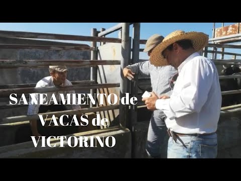 SANEAMIENTO de VACAS de VICTORINO MARTÍN en Finca Las Tiesas de Santa María