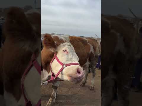 #baki #automobile #havertz #rek #rap #humor #funny #comedy #memes #sigma #love #rekkkkkk #humour