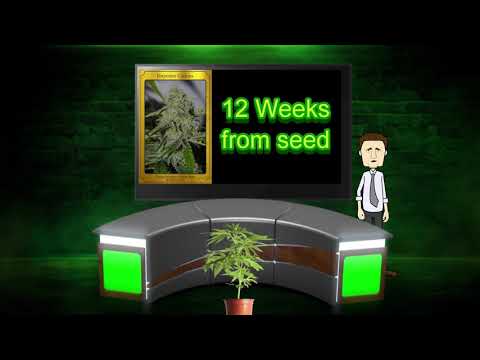 All Cookies Strains