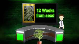 Top 20 cookie cannabis strains