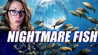 The Dreamlike Effects of this Fish Are Absolutely Horrifying